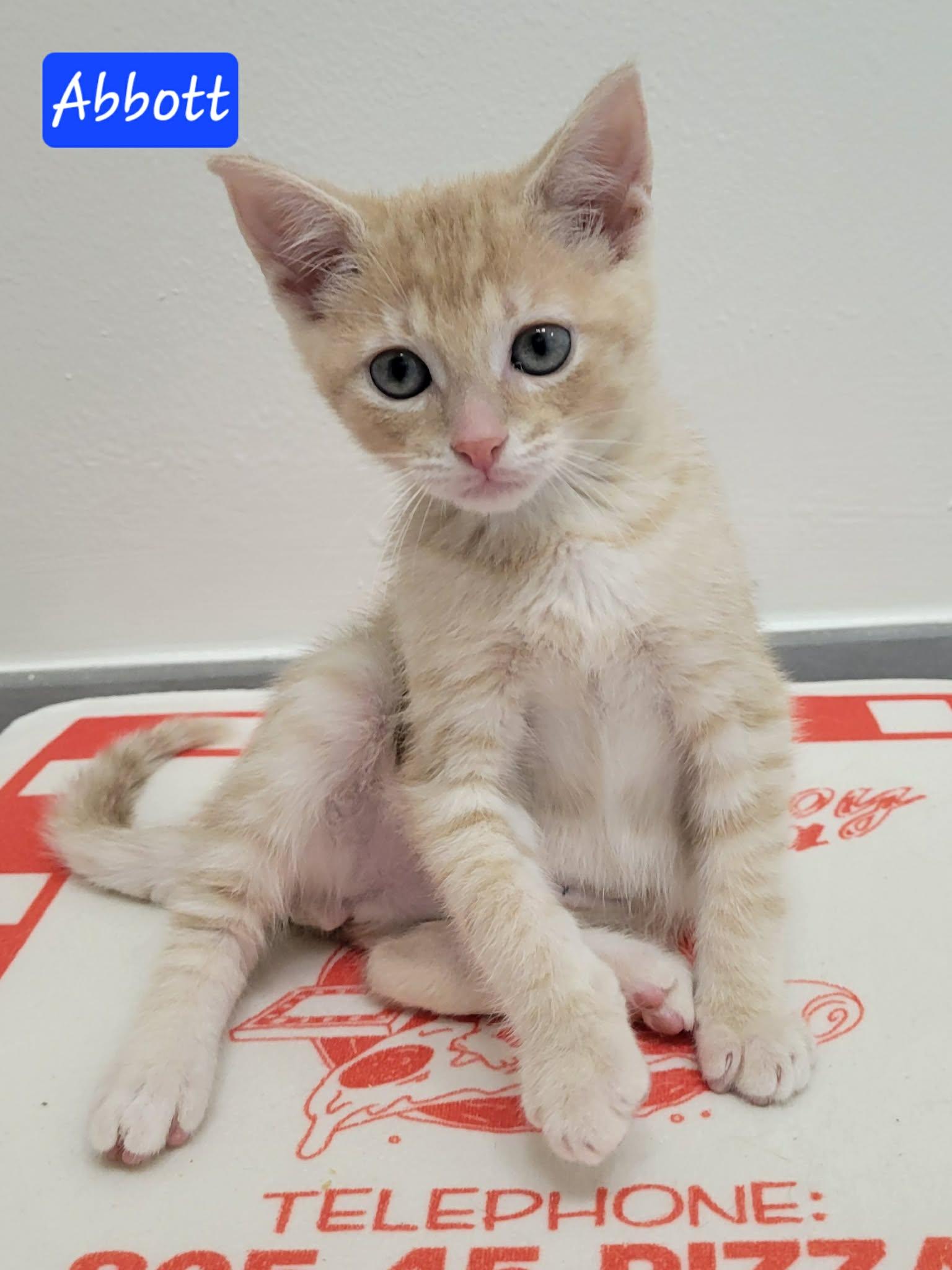 Enlarge Abbott, a ADOPTABLE Domestic Short Hair in LaPlace, LA image 6/6