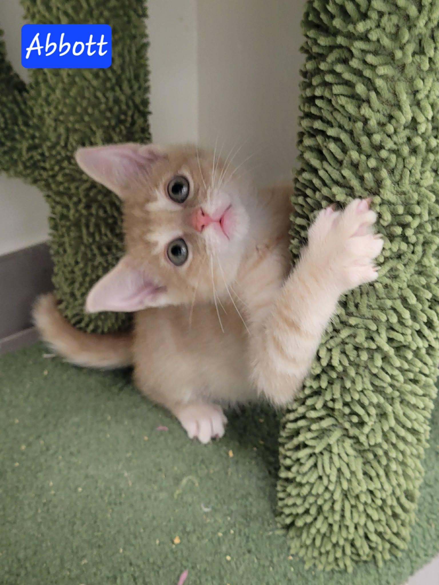 Enlarge Abbott, a ADOPTABLE Domestic Short Hair in LaPlace, LA image 2/6