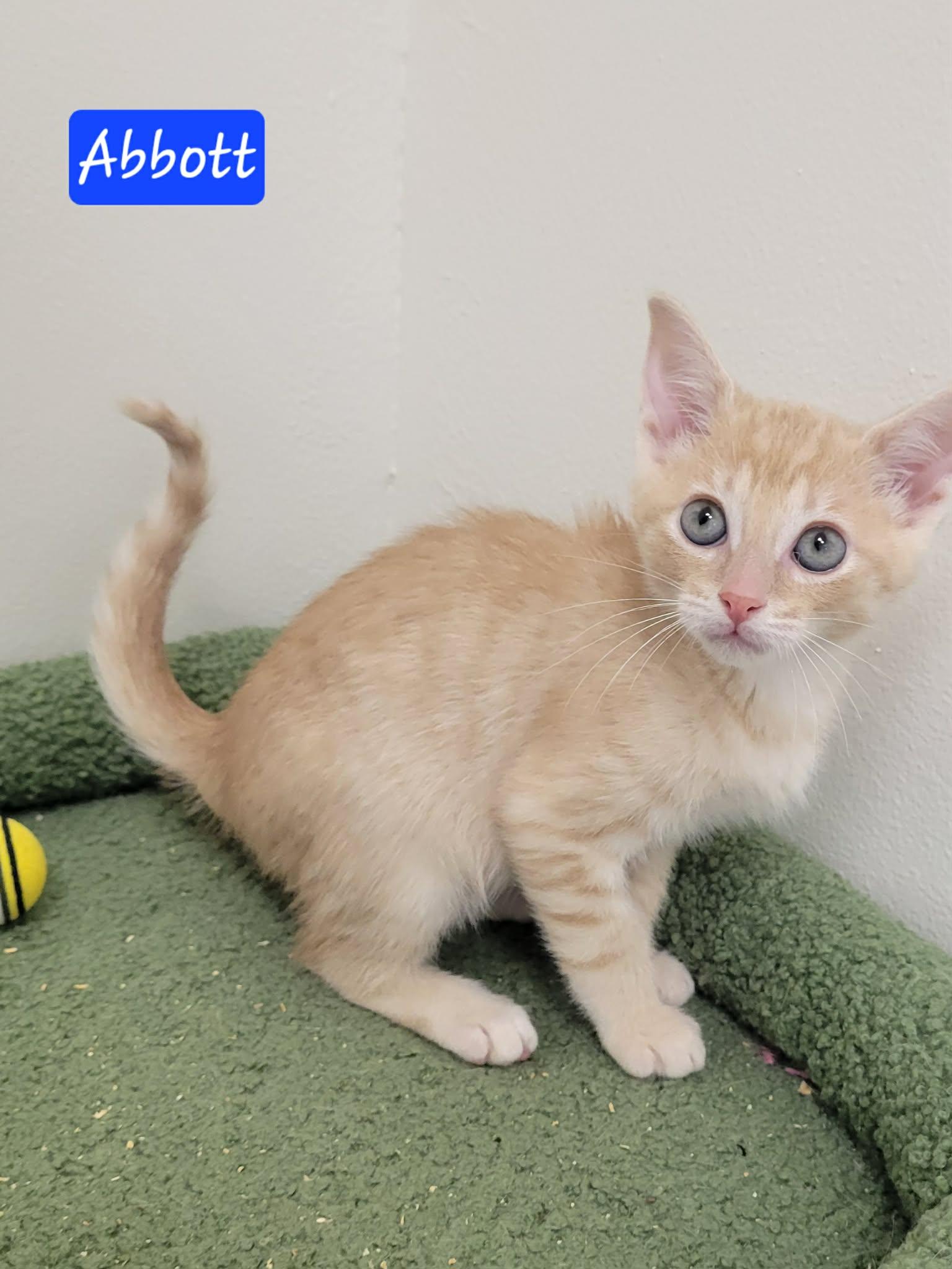 Enlarge Abbott, a ADOPTABLE Domestic Short Hair in LaPlace, LA image 4/6