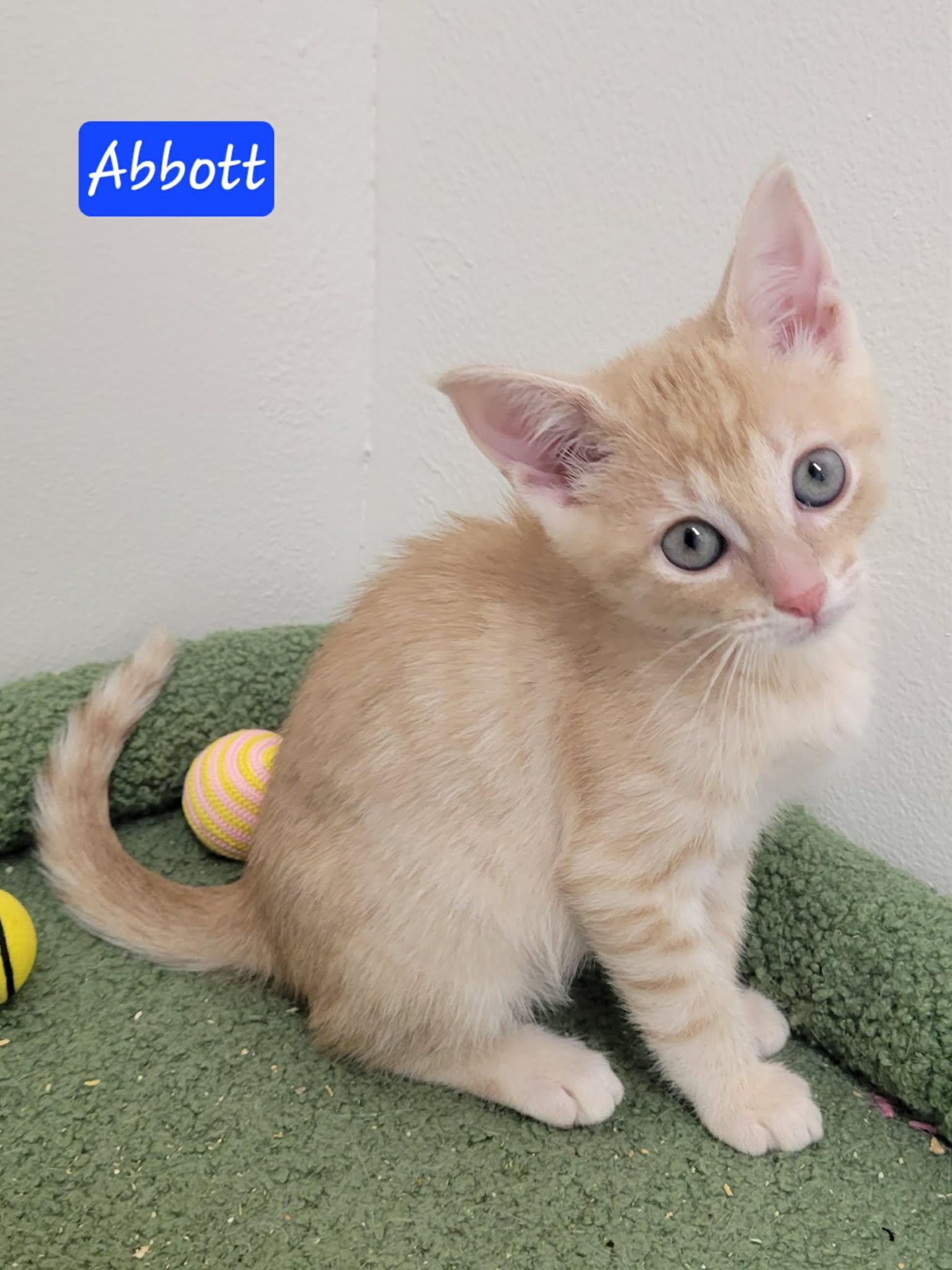 Enlarge Abbott, a ADOPTABLE Domestic Short Hair in LaPlace, LA image 5/6