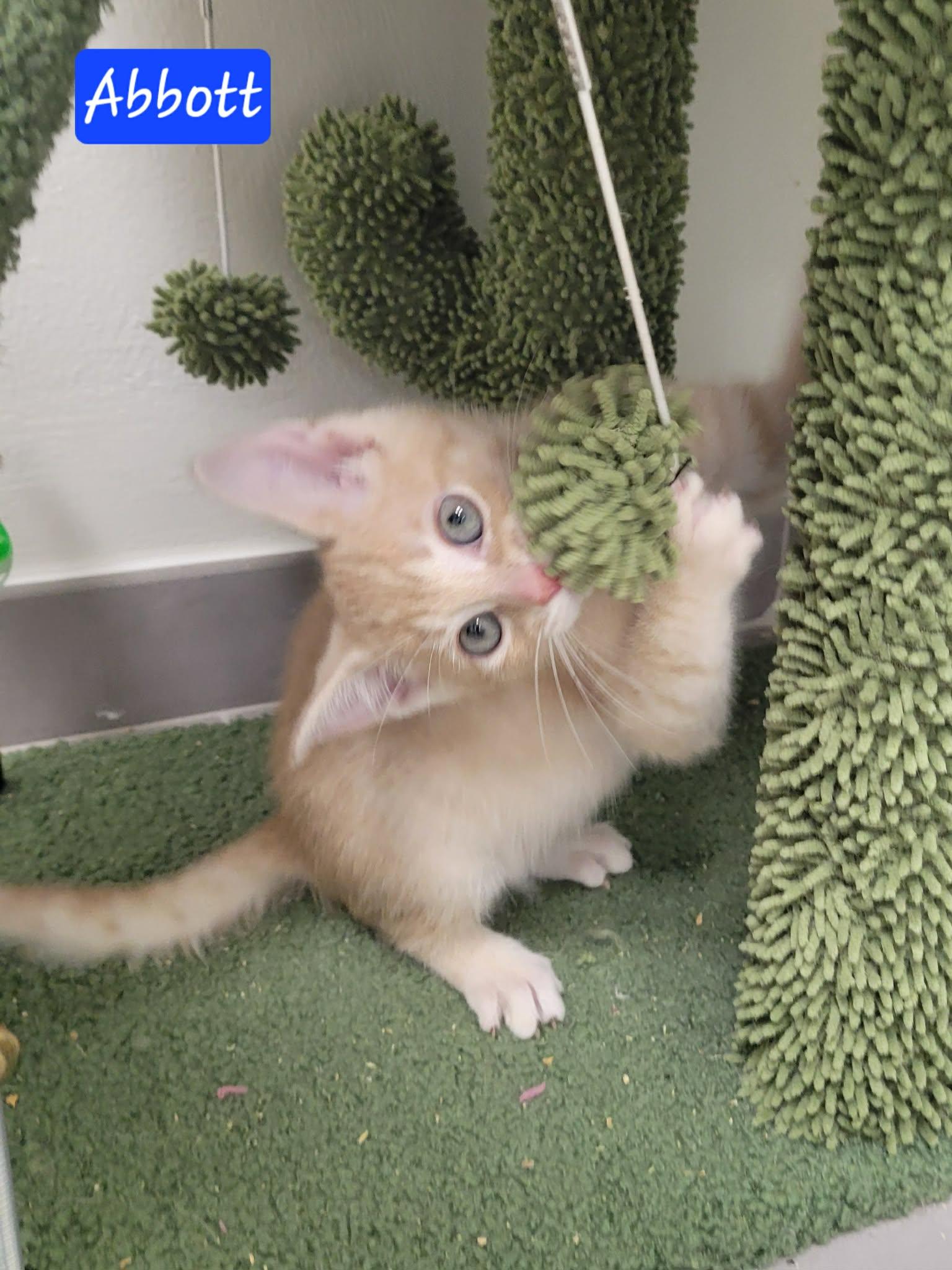 Abbott, ADOPTABLE, Kitten Male Domestic Short Hair.