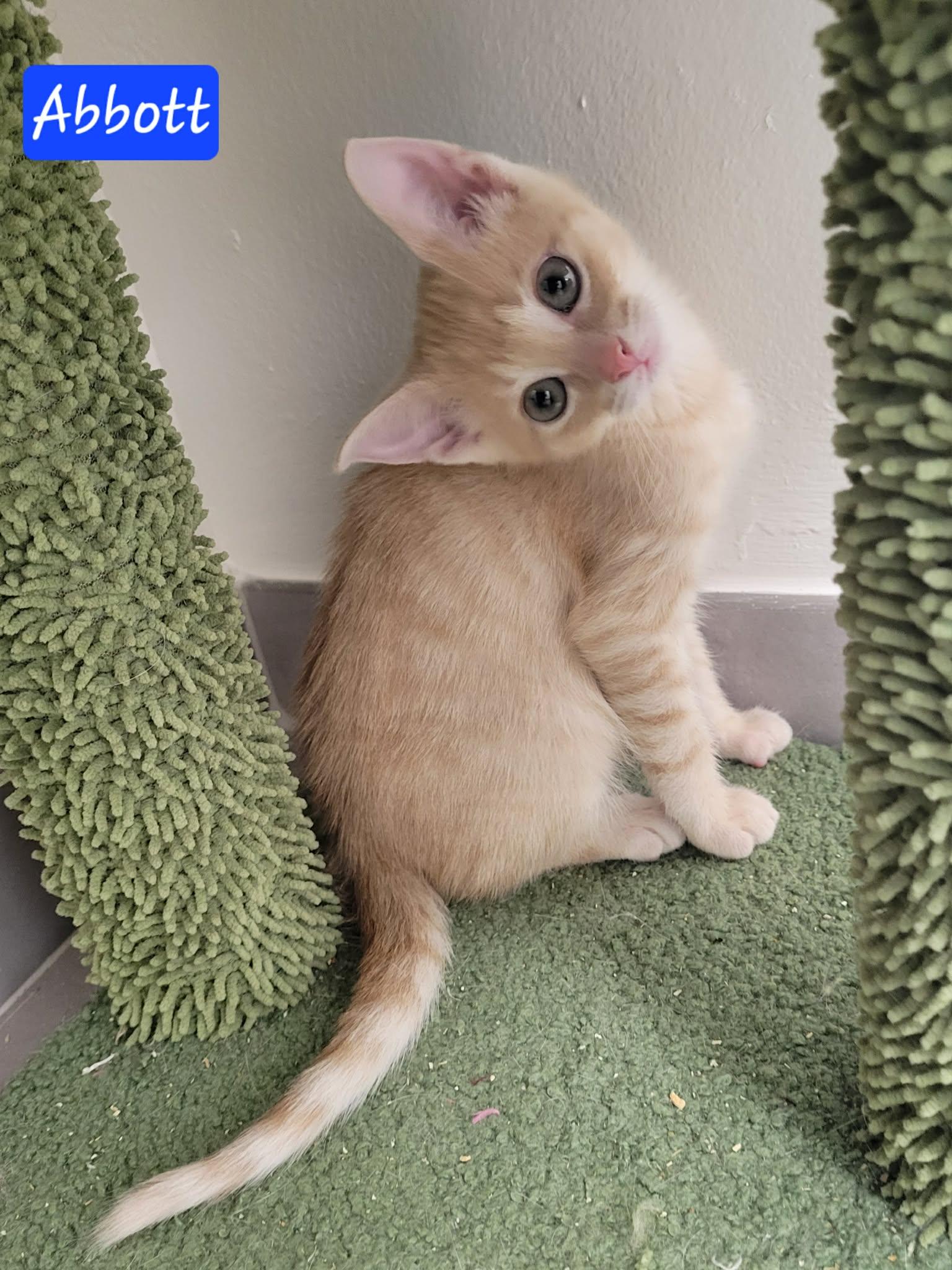 Enlarge Abbott, a ADOPTABLE Domestic Short Hair in LaPlace, LA image 3/6