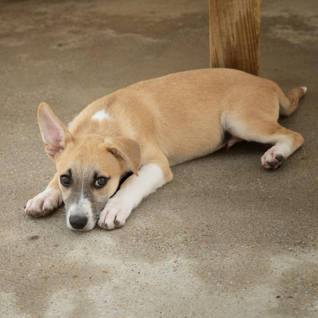 Javier, Adoptable, Puppy Male Basenji & Mixed Breed.
