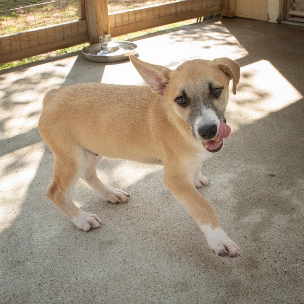 Enlarge Javier, a Adoptable mixed breed in Wimberley, TX image 2/6