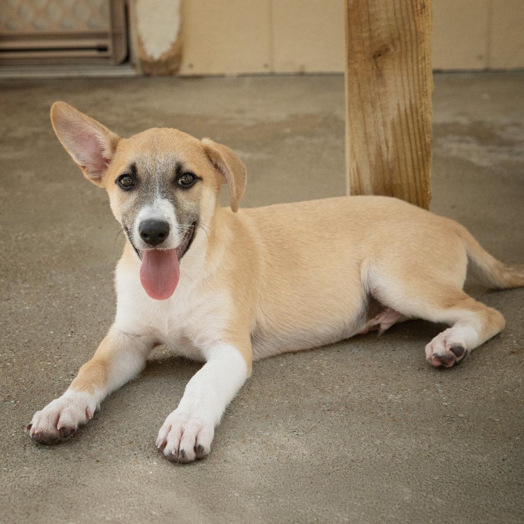 Enlarge Javier, a Adoptable mixed breed in Wimberley, TX image 3/6