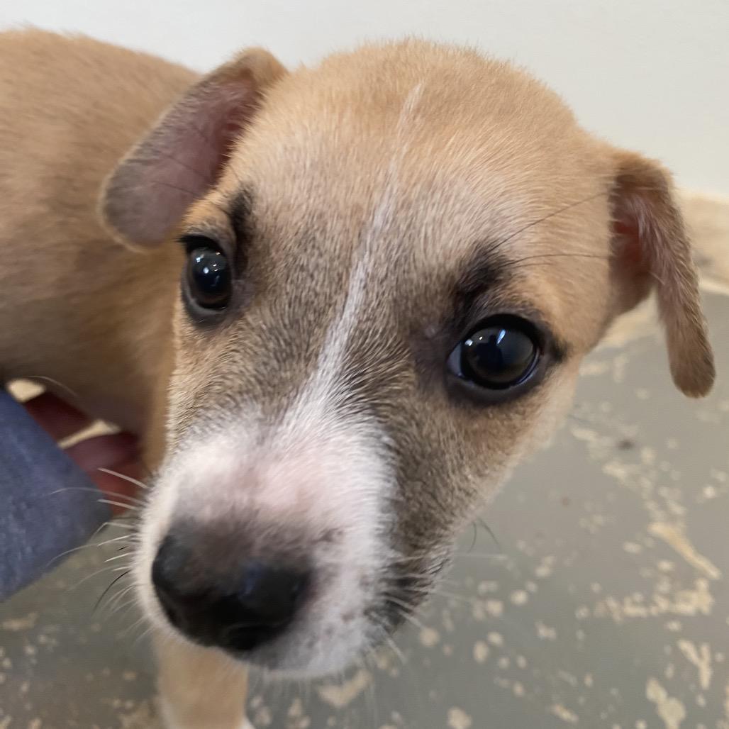 Enlarge Javier, a Adoptable mixed breed in Wimberley, TX image 4/6