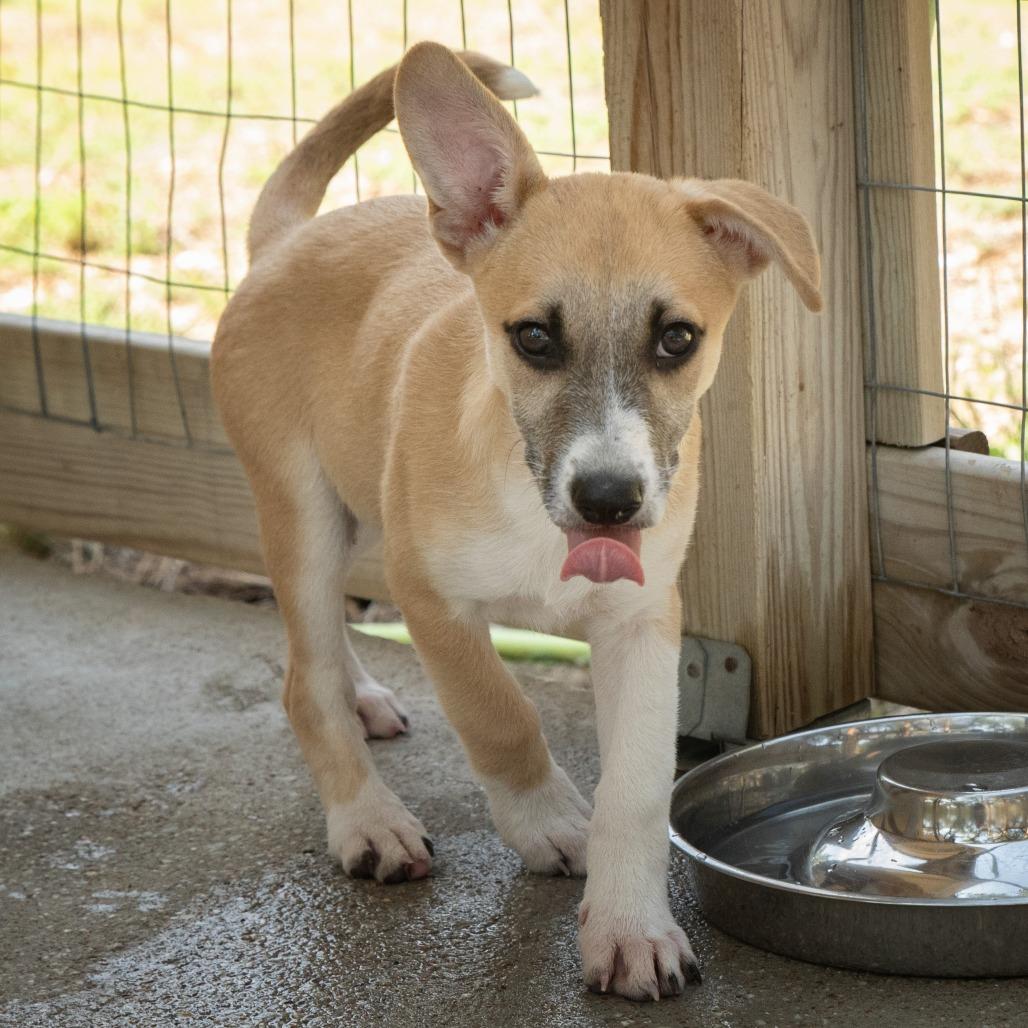 Enlarge Javier, a Adoptable mixed breed in Wimberley, TX image 5/6