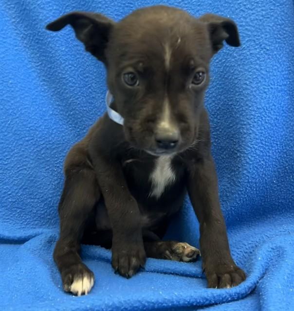 Enlarge LILLY, a Adoptable Labrador Retriever in Lancaster, CA image 1/1