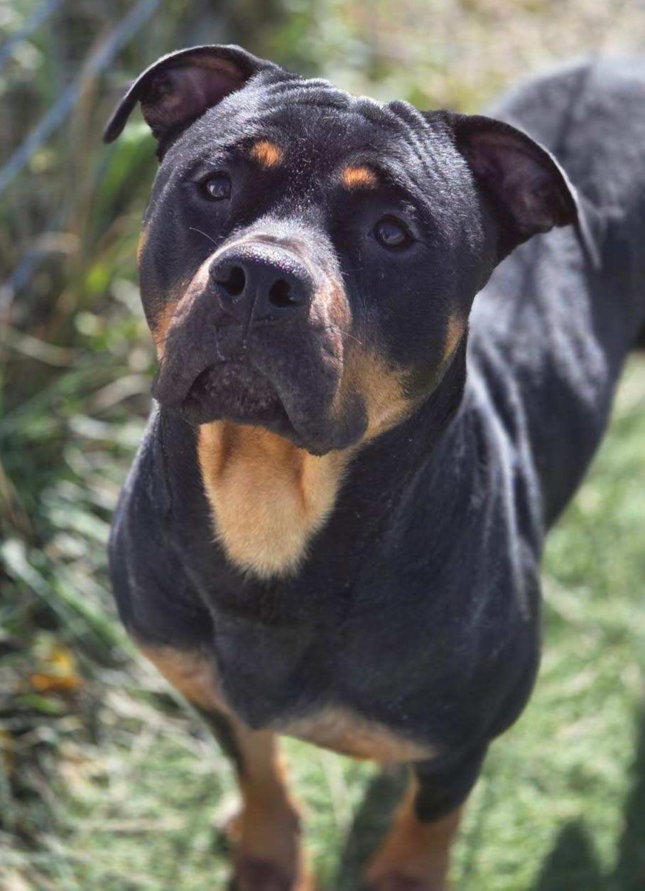 DIAMOND, Adoptable, Young Female Rottweiler.