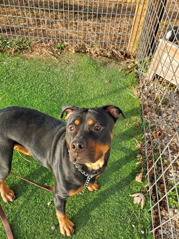 Enlarge DIAMOND, a Adoptable Rottweiler in Oswego, IL image 2/4