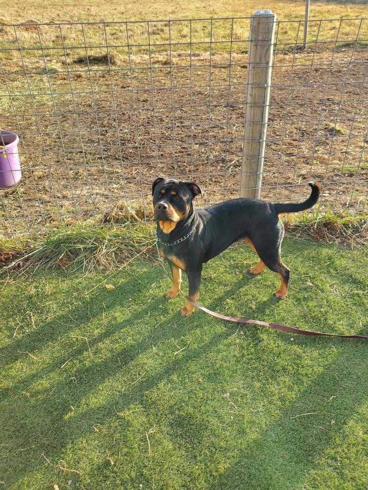 Enlarge DIAMOND, a Adoptable Rottweiler in Oswego, IL image 3/4