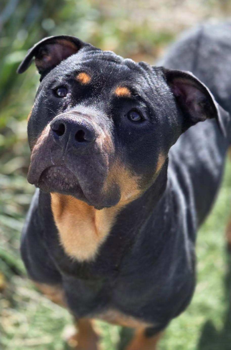 Enlarge DIAMOND, a Adoptable Rottweiler in Oswego, IL image 4/4