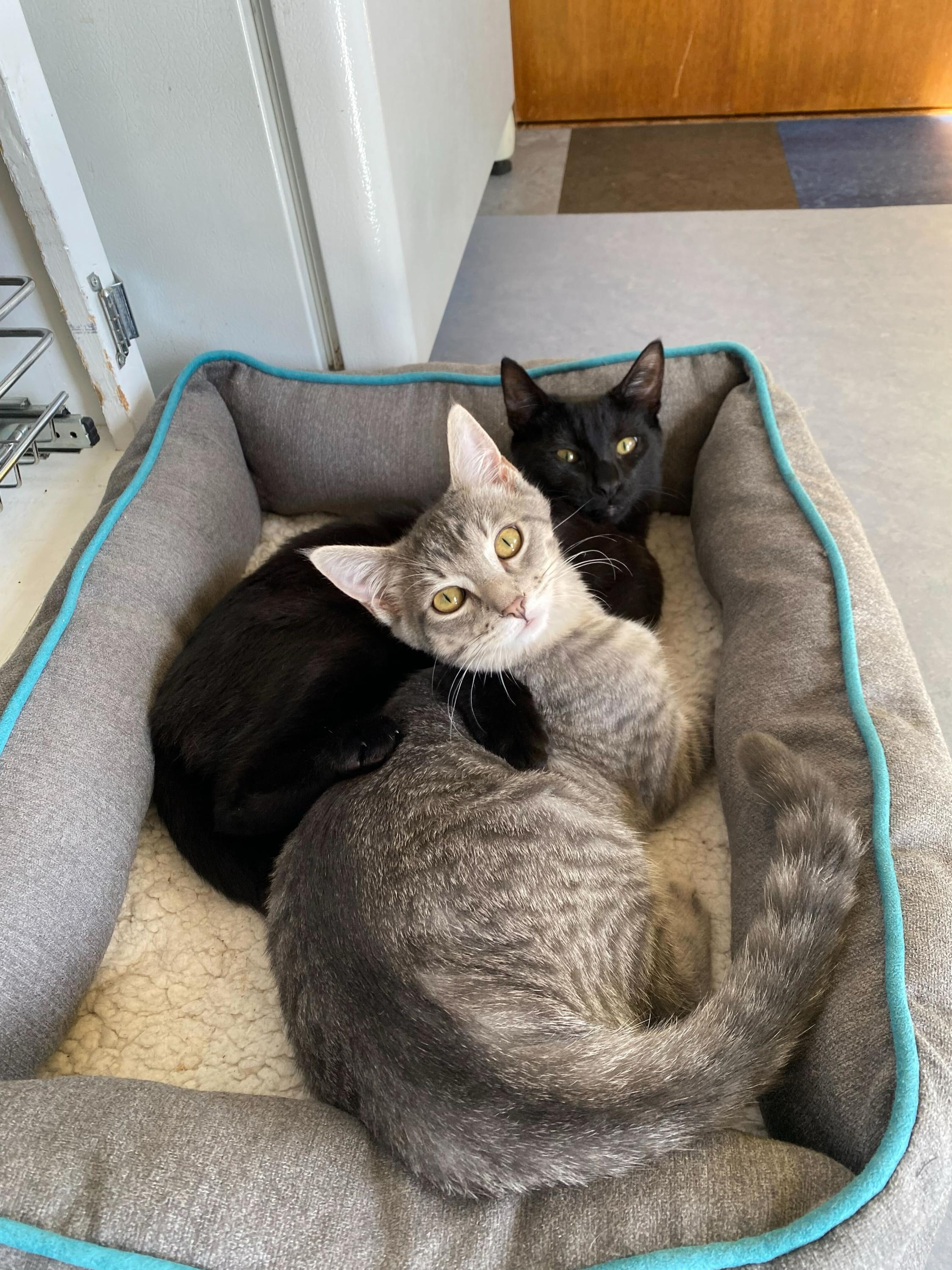 Bug and Black Mold, Adoptable, Kitten Male Domestic Short Hair.