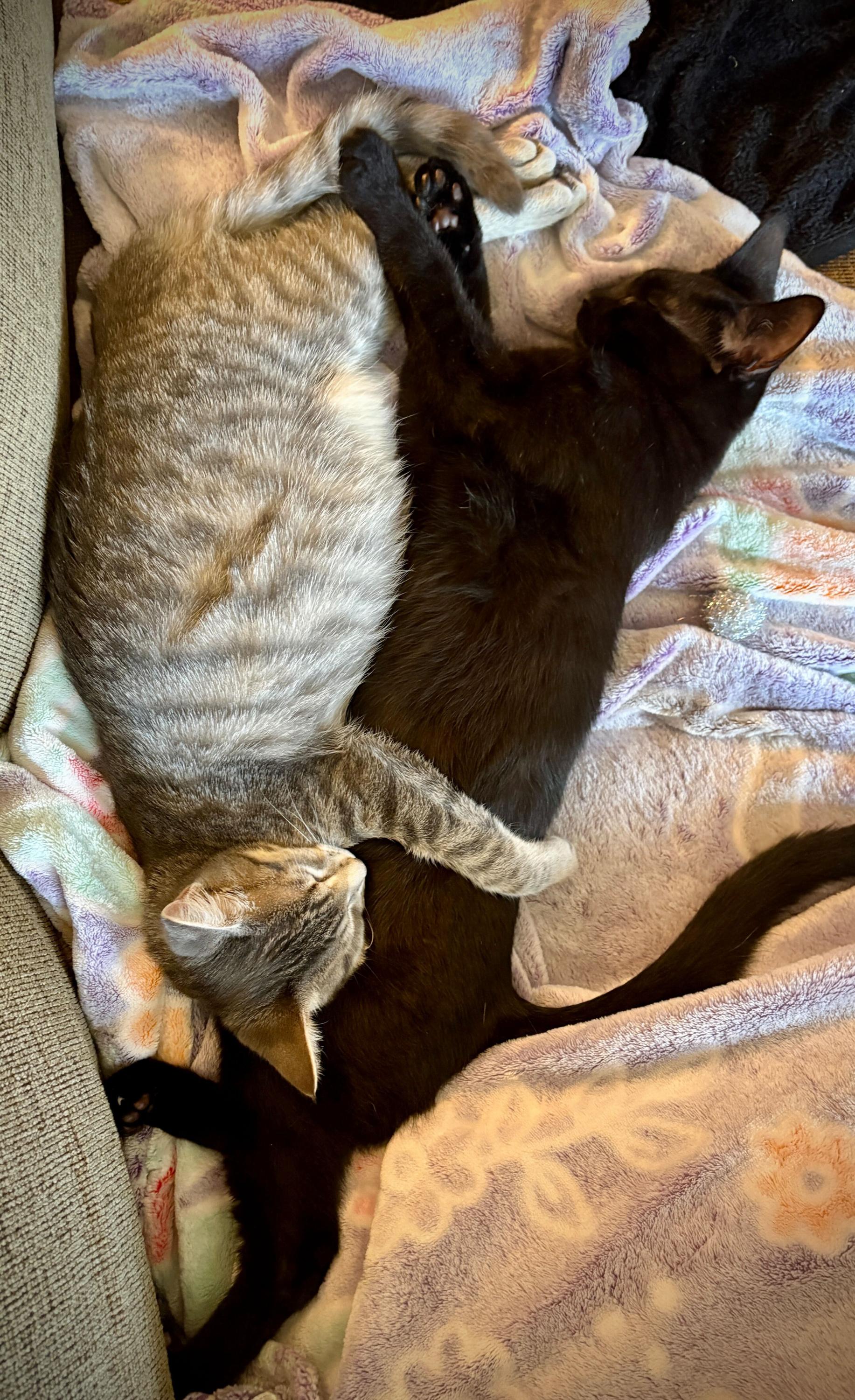 Bug and Black Mold, a Adoptable Domestic Short Hair in Seattle, WA image 2/6