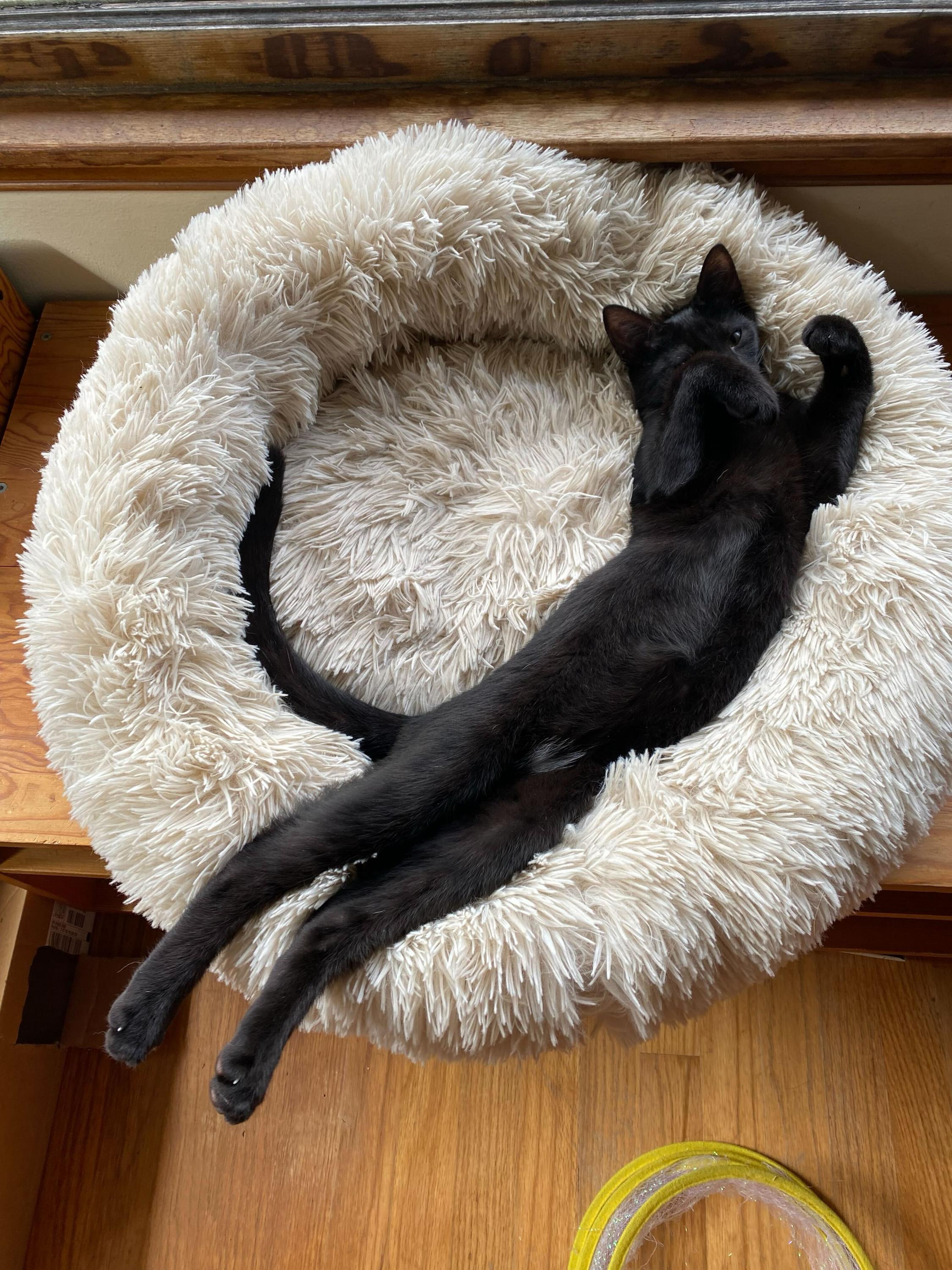 Bug and Black Mold, a Adoptable Domestic Short Hair in Seattle, WA image 3/6