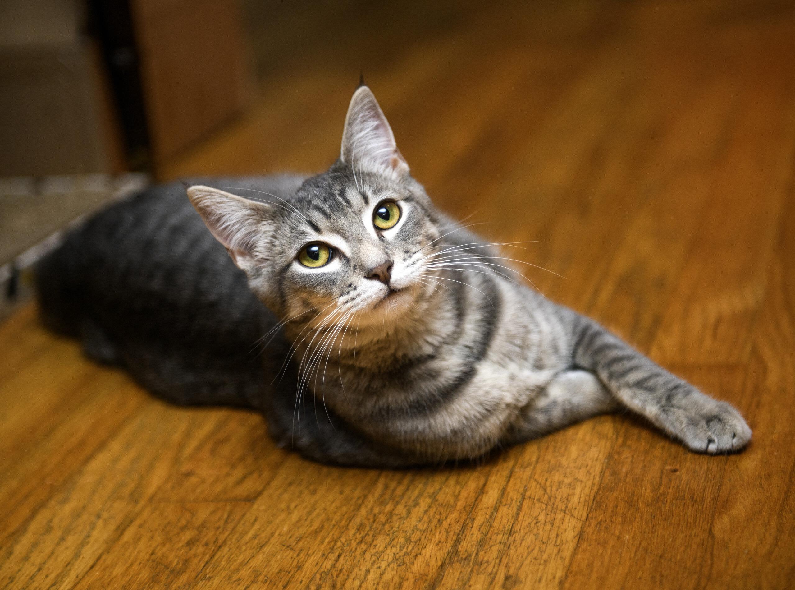 Enlarge Bug and Black Mold, a hold Domestic Short Hair in Seattle, WA image 5/6