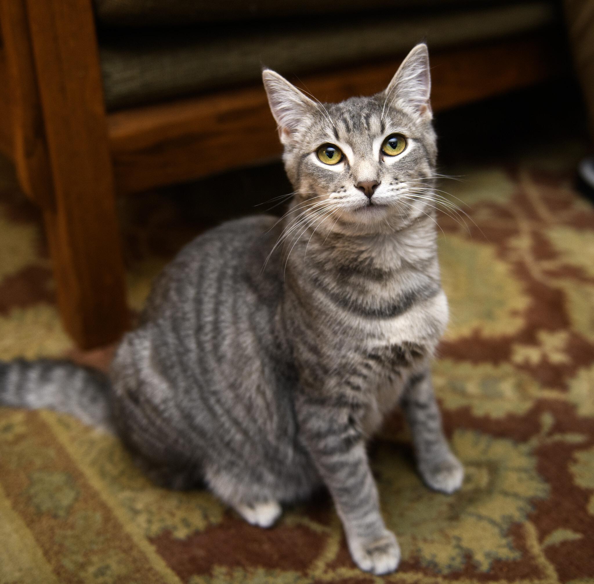 Enlarge Bug and Black Mold, a hold Domestic Short Hair in Seattle, WA image 6/6