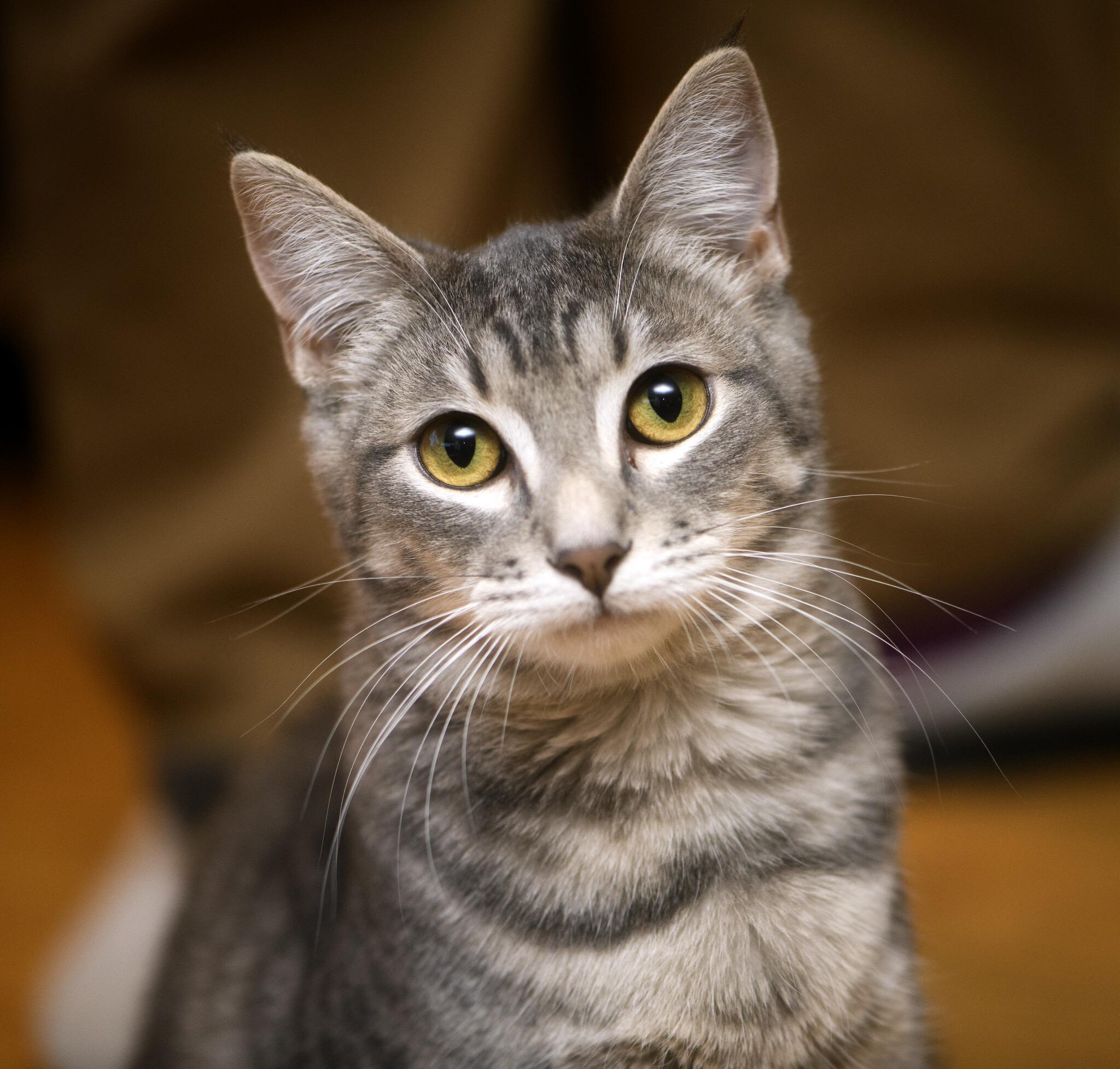 Enlarge Bug and Black Mold, a hold Domestic Short Hair in Seattle, WA image 3/6