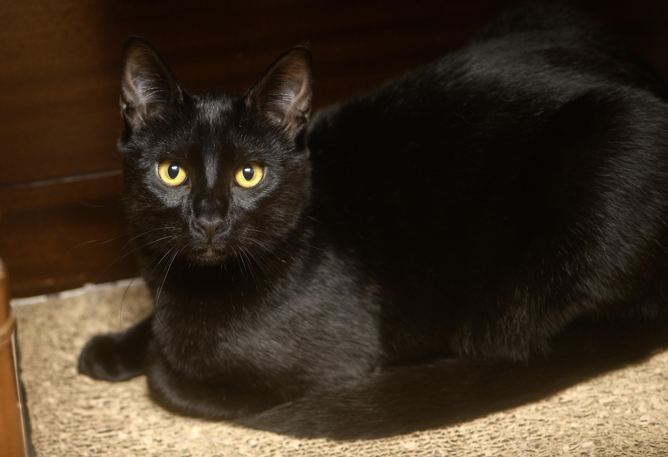 Enlarge Bug and Black Mold, a hold Domestic Short Hair in Seattle, WA image 2/6