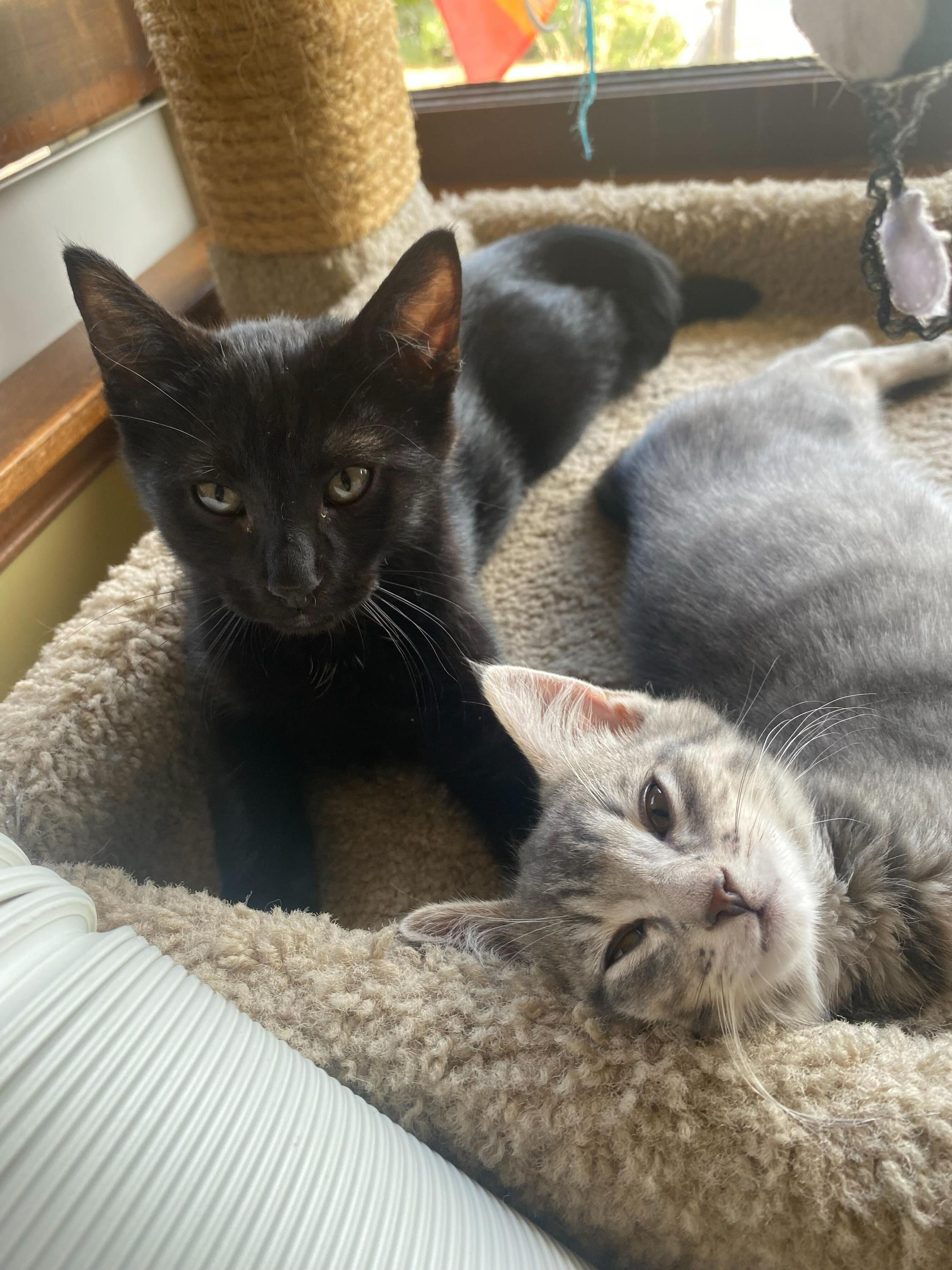 Bug and Black Mold, Adoptable, Kitten Male Domestic Short Hair.