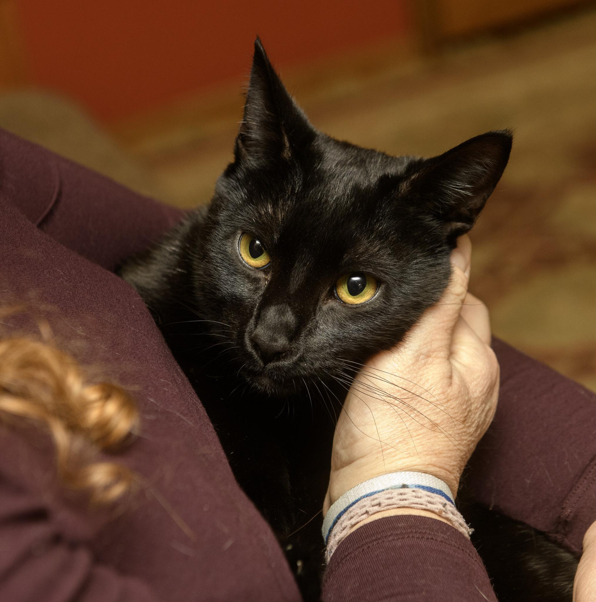 Enlarge Bug and Black Mold, a hold Domestic Short Hair in Seattle, WA image 4/6