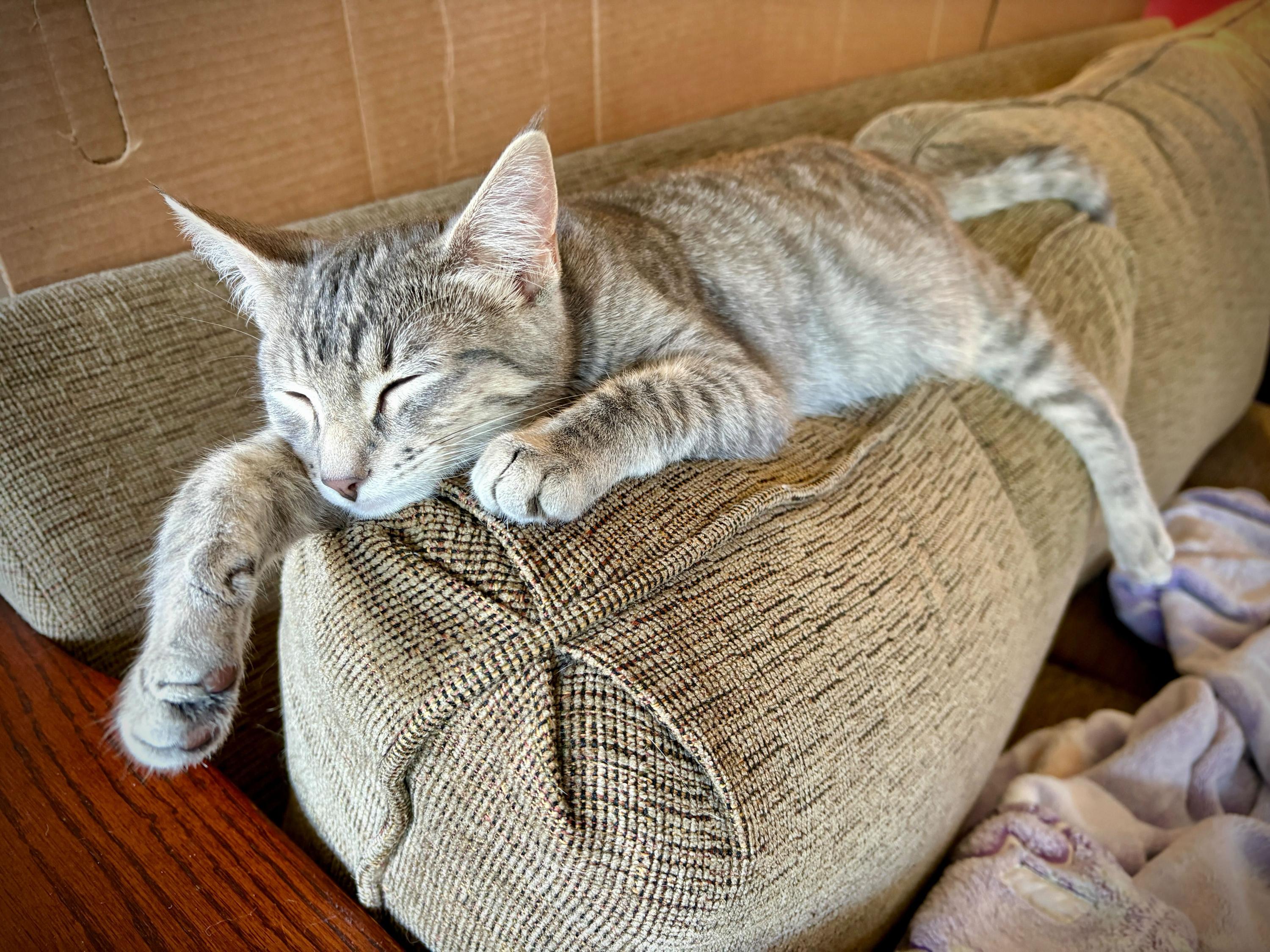 Bug and Black Mold, a Adoptable Domestic Short Hair in Seattle, WA image 5/6