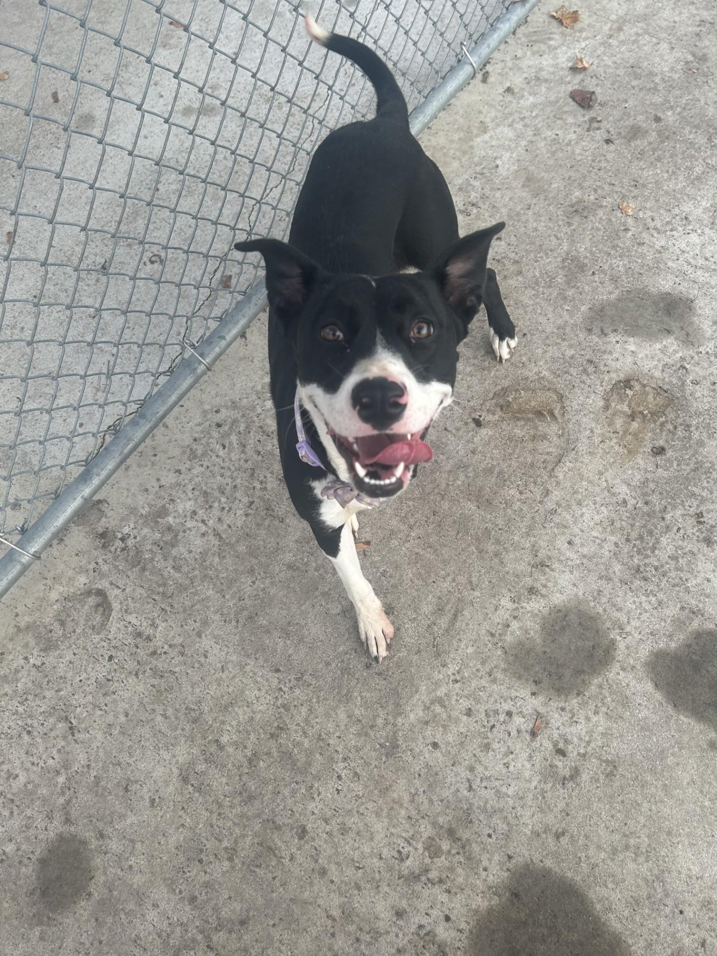 Emily, ADOPTABLE, Young Female Border Collie.