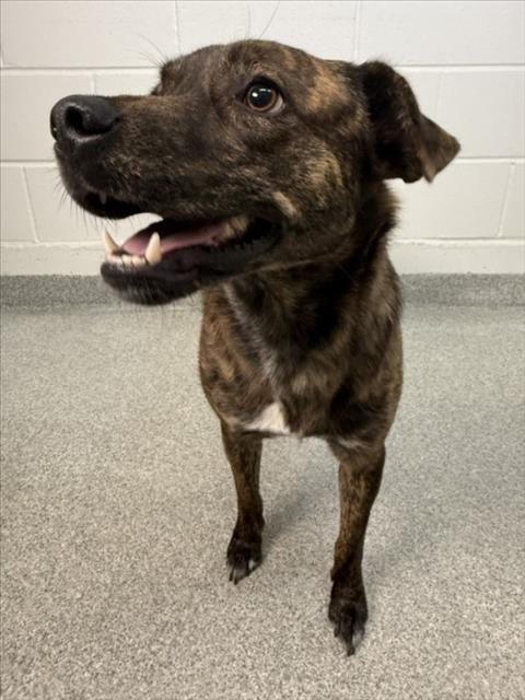 EMERALD, Adoptable, Young Female Labrador Retriever & German Shepherd Dog.
