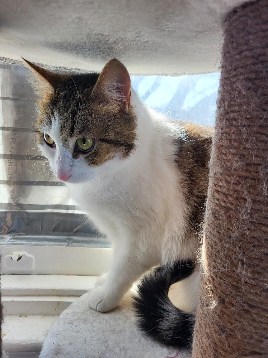 Brynn, Adoptable, Adult Female Domestic Short Hair & Tabby.