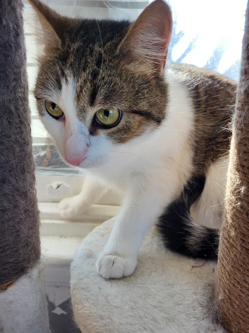 Enlarge Brynn, a Adoptable mixed breed in Allentown, PA image 2/2