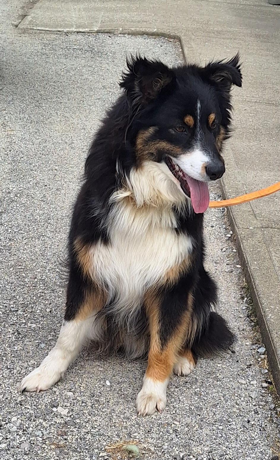 Enlarge Bobo, an adopted mixed breed in Stanton, KY image 3/6