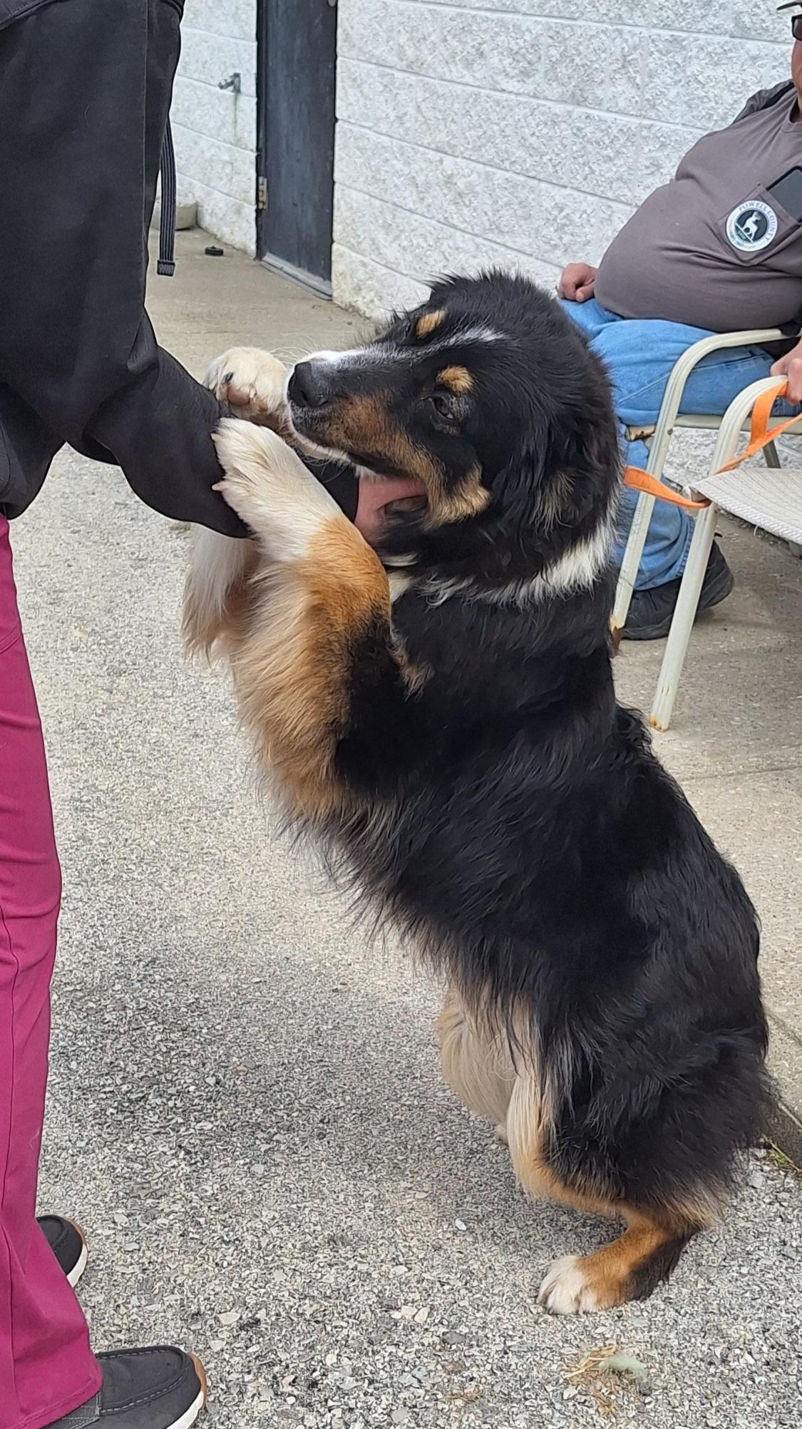 Enlarge Bobo, an adopted mixed breed in Stanton, KY image 2/6