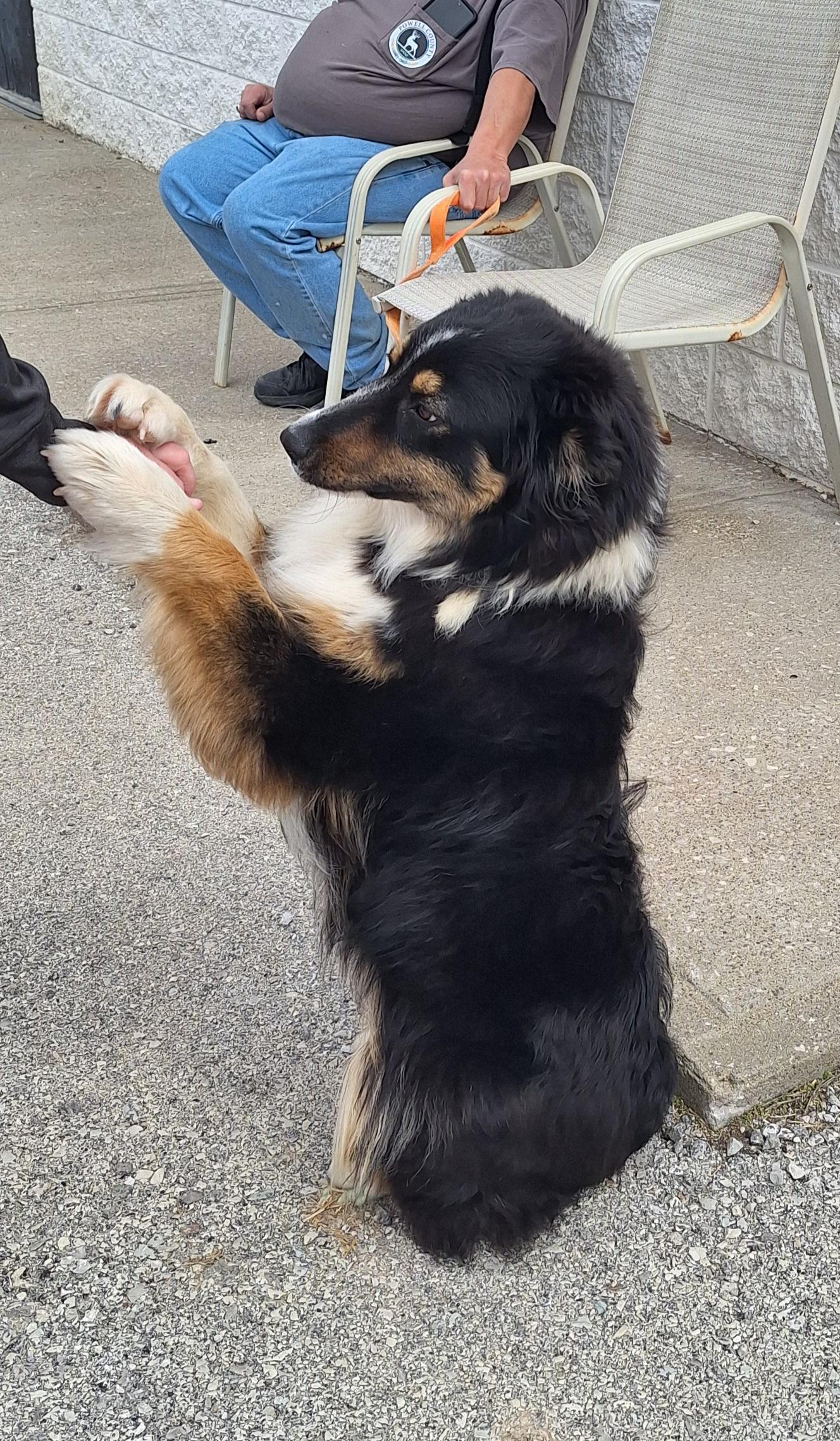 Enlarge Bobo, an adopted mixed breed in Stanton, KY image 6/6