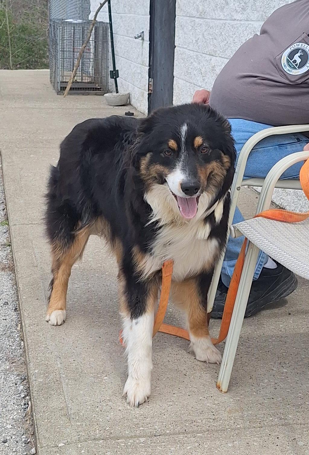 Enlarge Bobo, an adopted mixed breed in Stanton, KY image 4/6