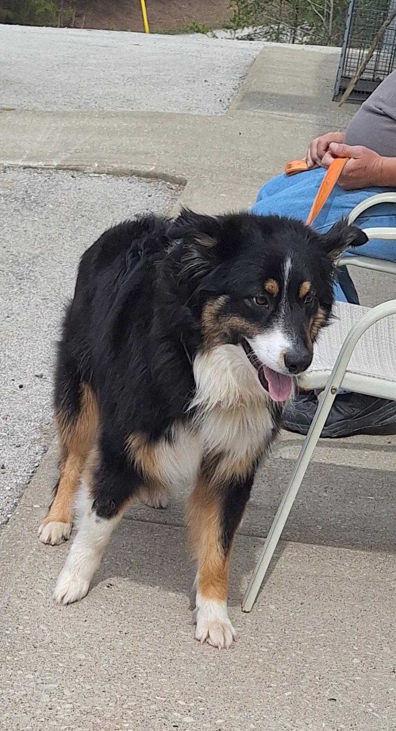 Enlarge Bobo, an adopted mixed breed in Stanton, KY image 5/6