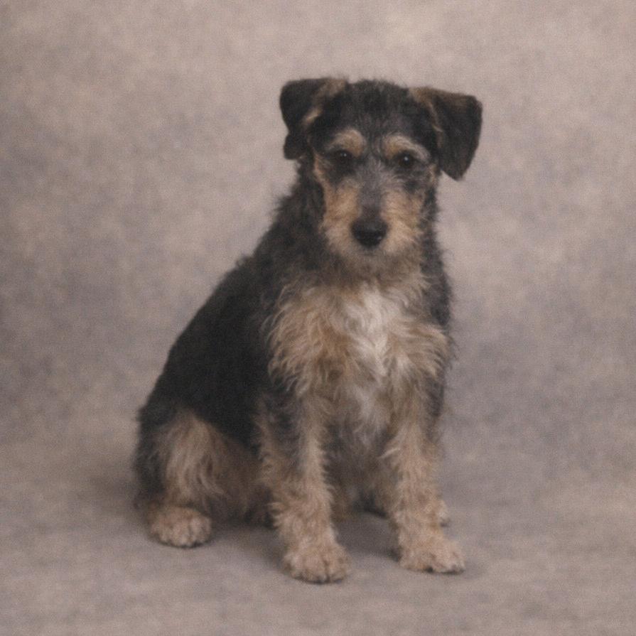 Snoopy, Adoptable, Young Male Mixed Breed.