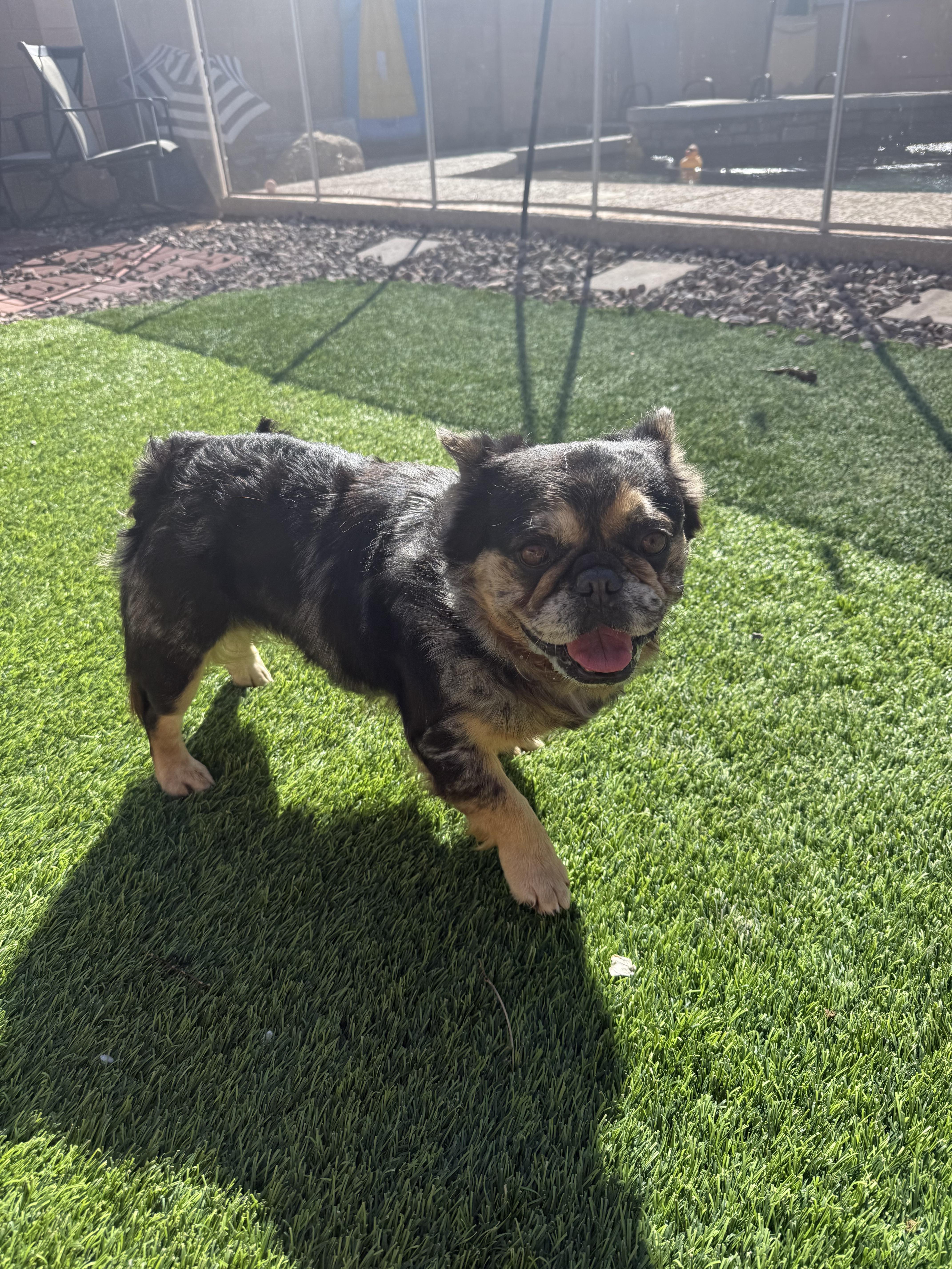 Will, Adopted, Adult Male French Bulldog.