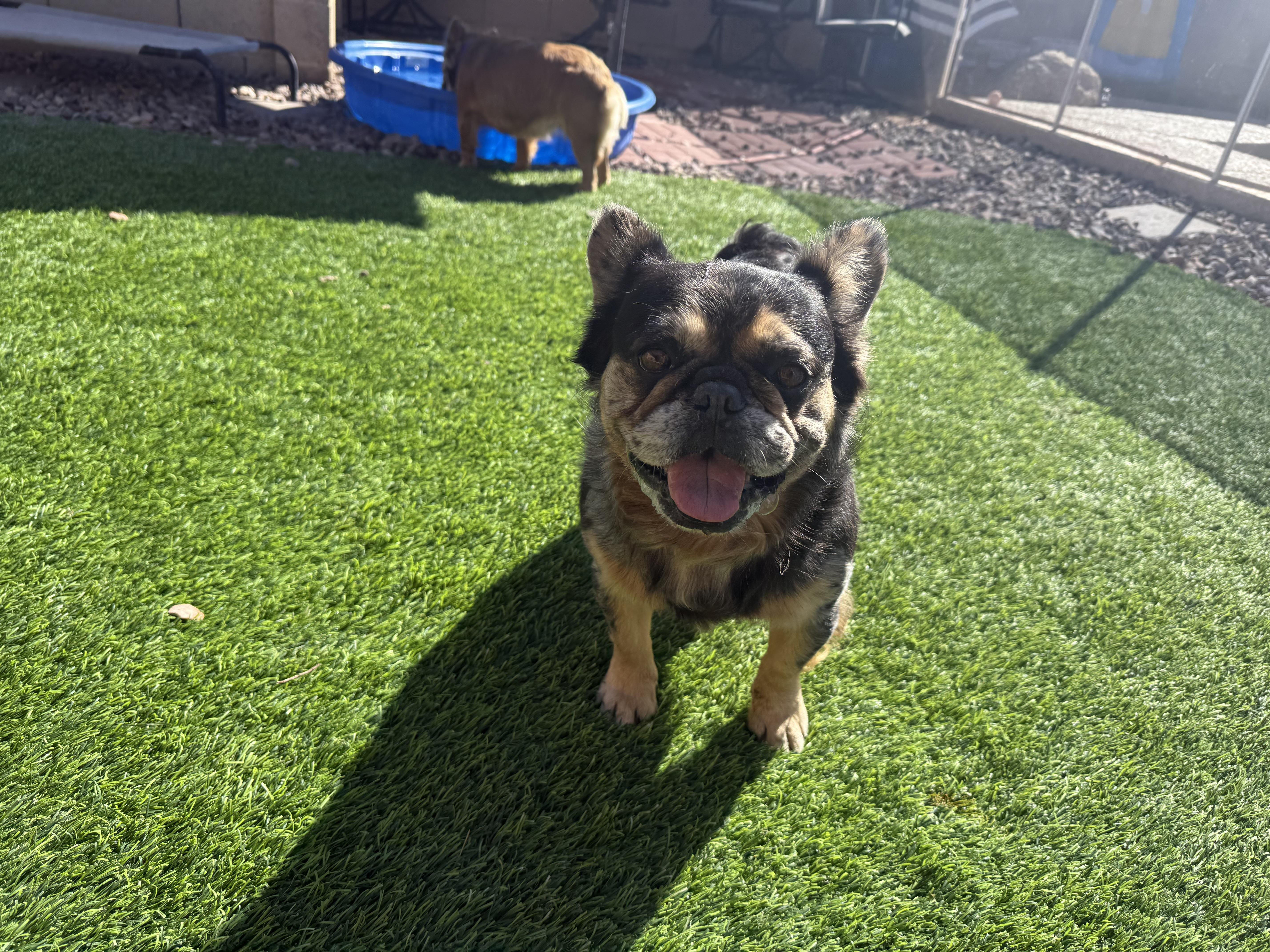 Enlarge Will, a Adopted French Bulldog in Mesa, AZ image 2/6