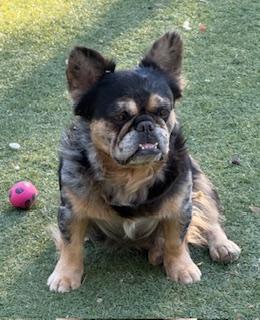 Enlarge Will, a Adopted French Bulldog in Mesa, AZ image 4/6
