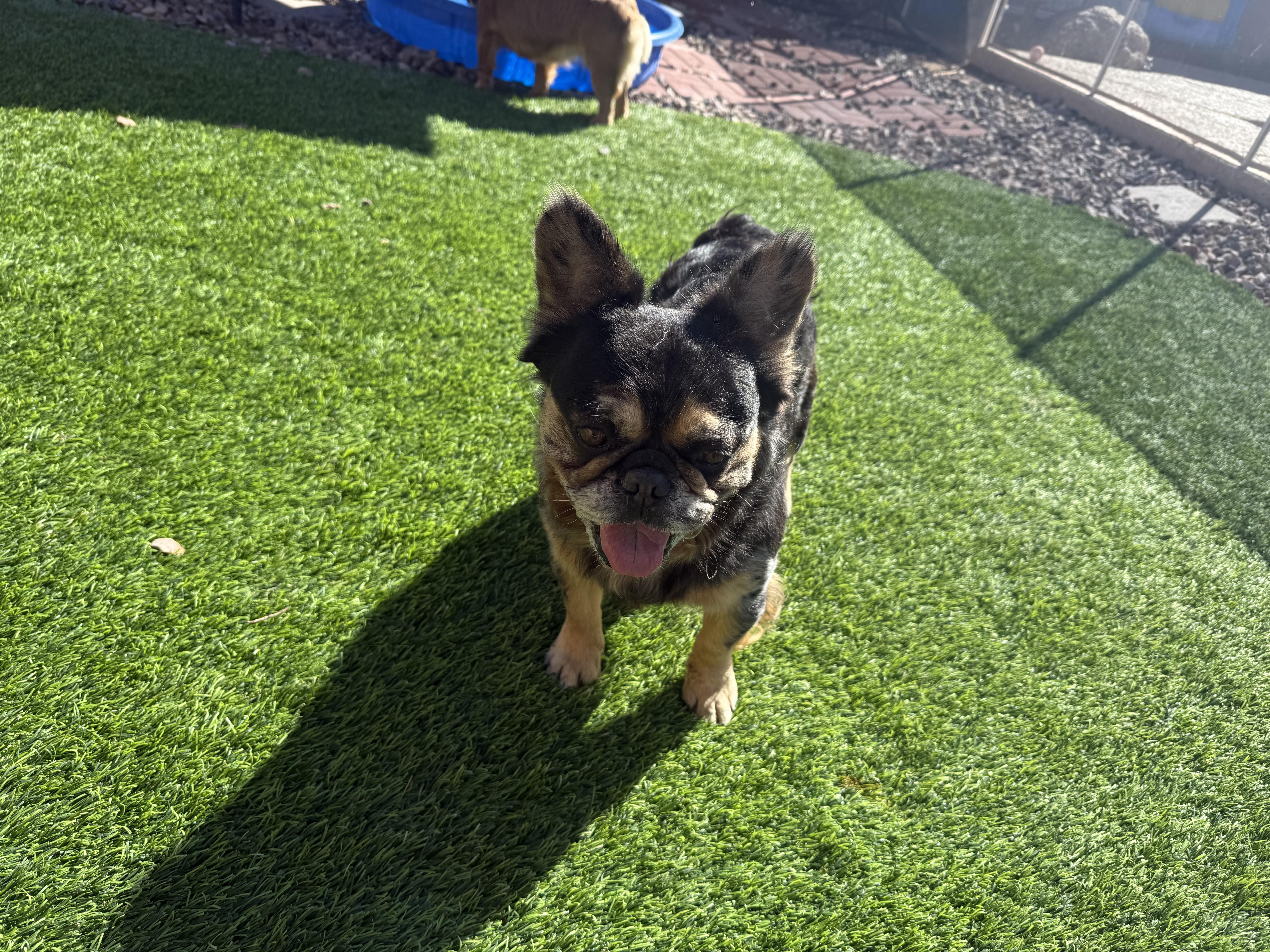Enlarge Will, a Adopted French Bulldog in Mesa, AZ image 5/6