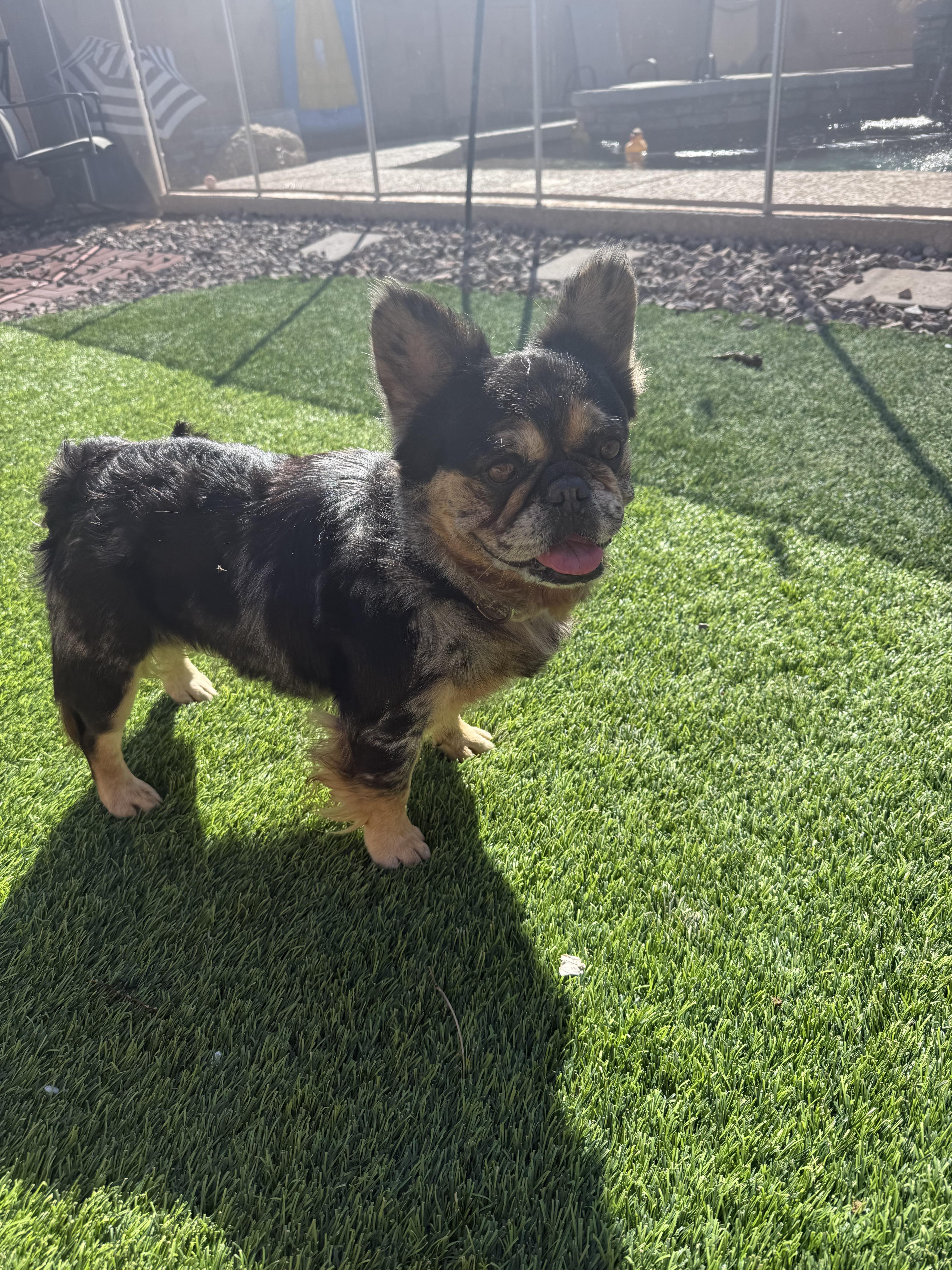 Enlarge Will, a Adopted French Bulldog in Mesa, AZ image 6/6