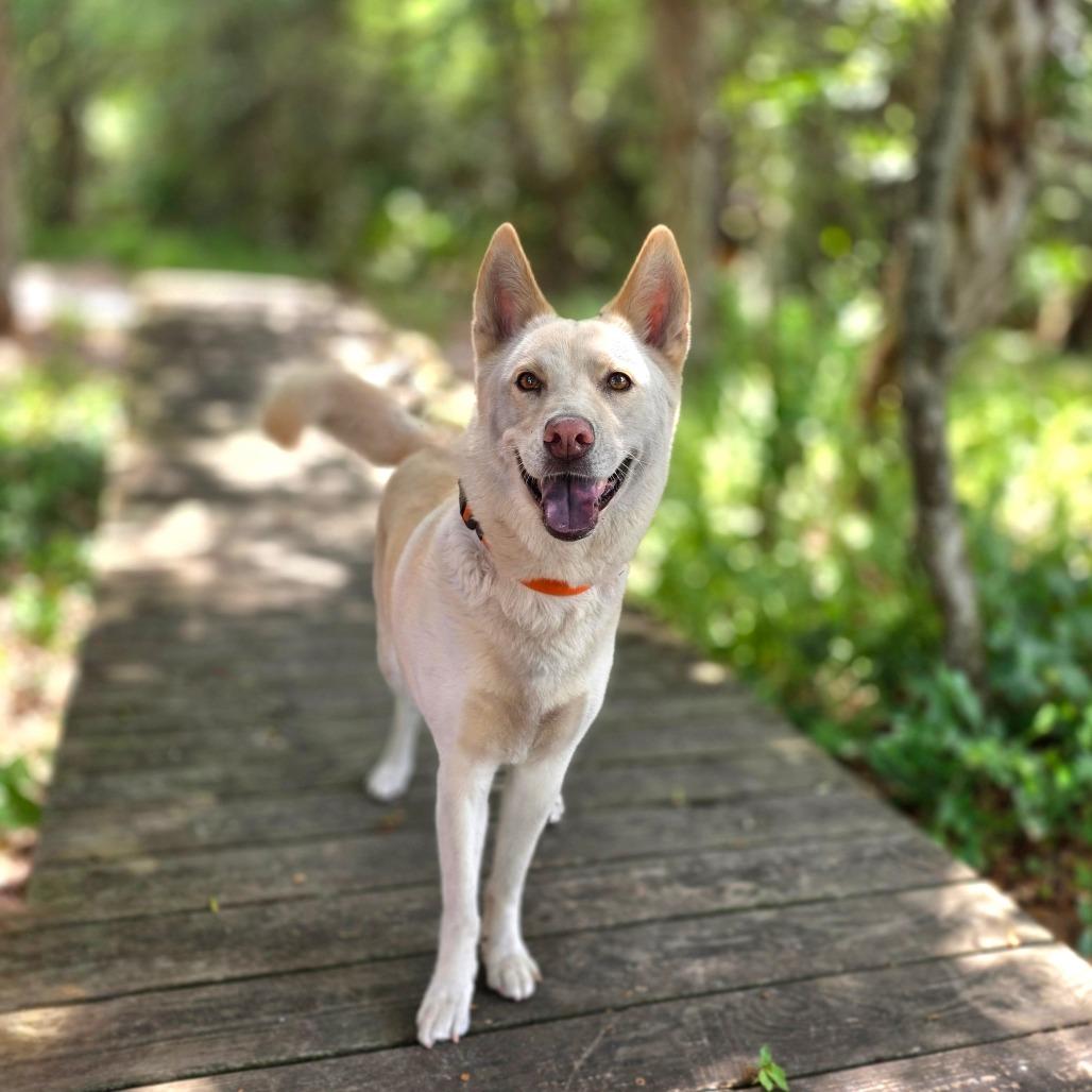 Ivy, Adoptable, Adult Female Husky & Mixed Breed.