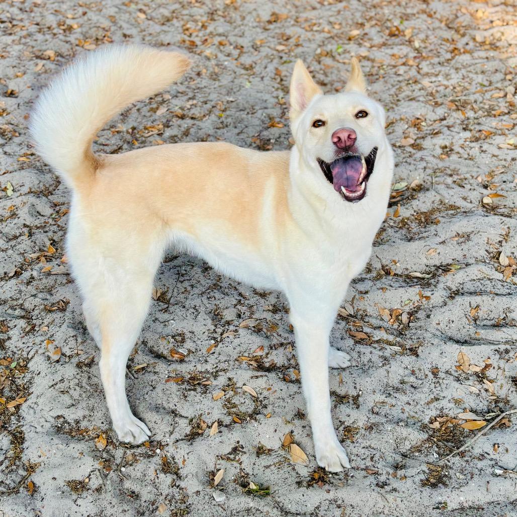 Enlarge Ivy, a Adoptable mixed breed in Port Charlotte, FL image 2/6