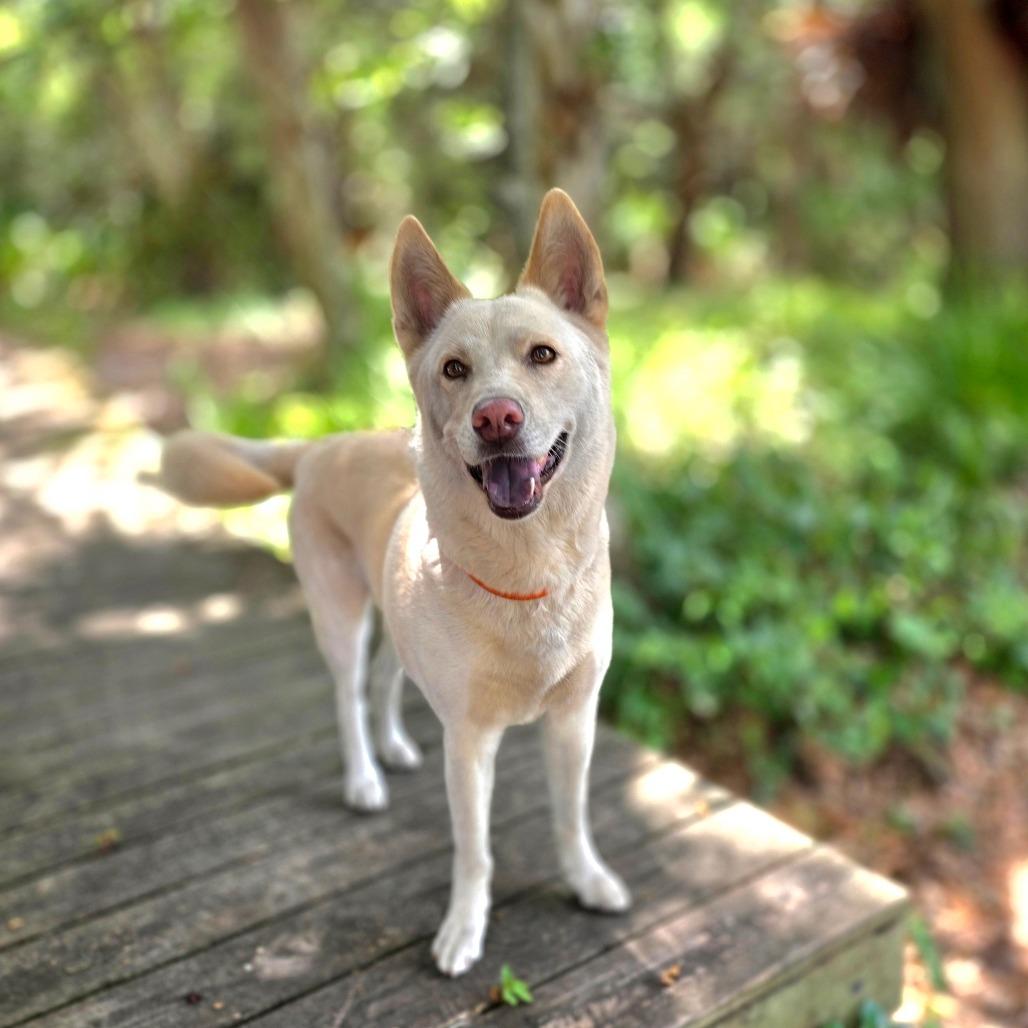 Enlarge Ivy, a Adoptable mixed breed in Port Charlotte, FL image 3/6