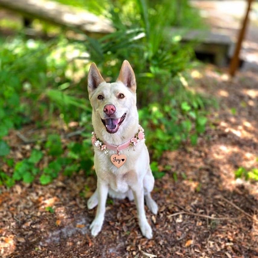 Enlarge Ivy, a Adoptable mixed breed in Port Charlotte, FL image 4/6