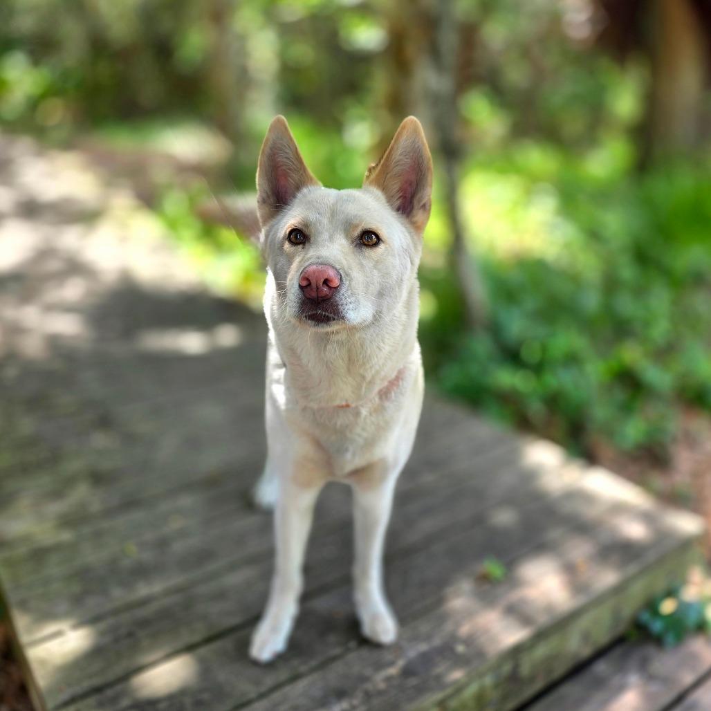 Enlarge Ivy, a Adoptable mixed breed in Port Charlotte, FL image 5/6