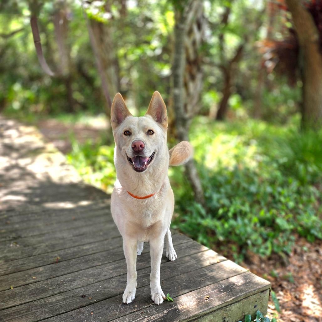 Enlarge Ivy, a Adoptable mixed breed in Port Charlotte, FL image 6/6