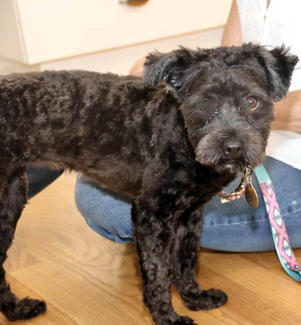 Stacy Sue, an adoptable Schnoodle in POTOMAC, MD, 20854 | Photo Image 2
