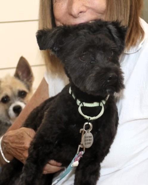 Stacy Sue, an adoptable Schnoodle in POTOMAC, MD, 20854 | Photo Image 1