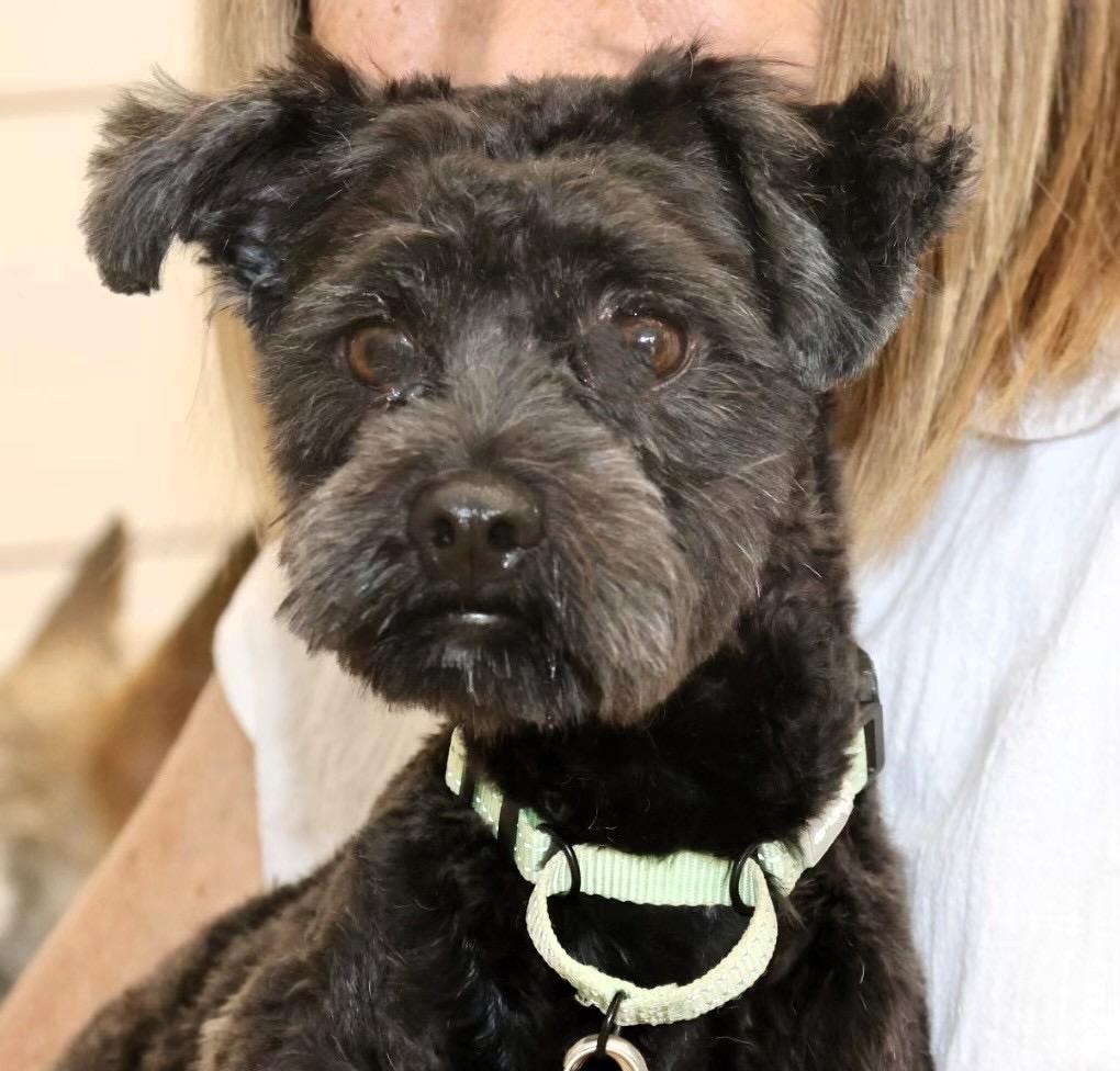 Stacy Sue, an adoptable Schnoodle in POTOMAC, MD, 20854 | Photo Image 3